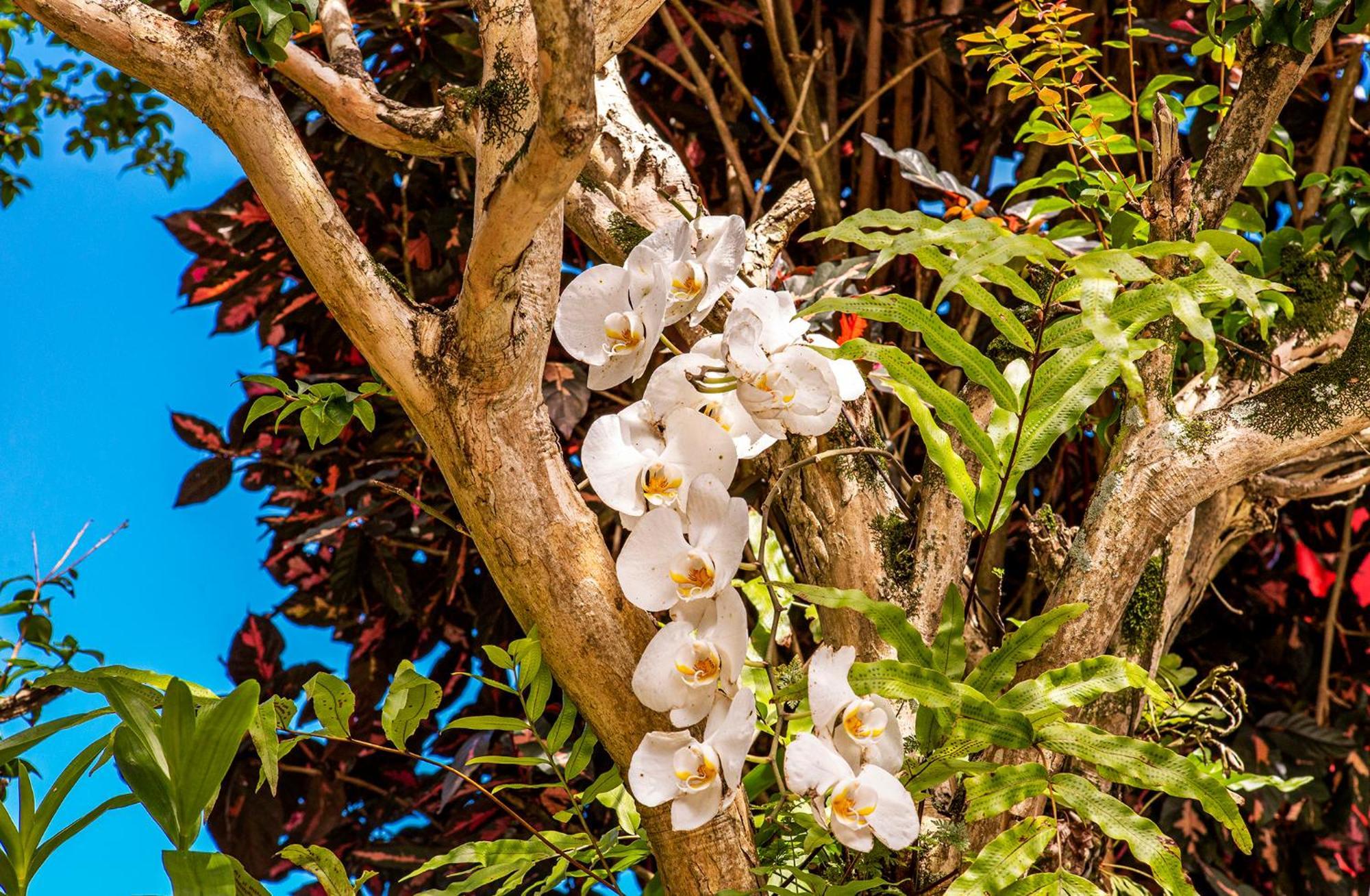 Pousada Recanto Da Villa Ilhabela Εξωτερικό φωτογραφία